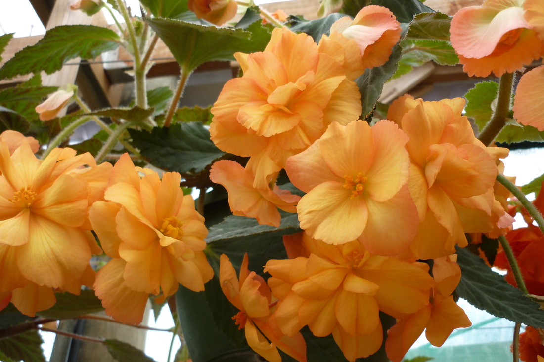 B. ‘Orange Basket’